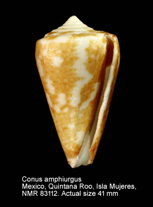 Conus amphiurgus (3).jpg - Conus amphiurgus Dall,1889